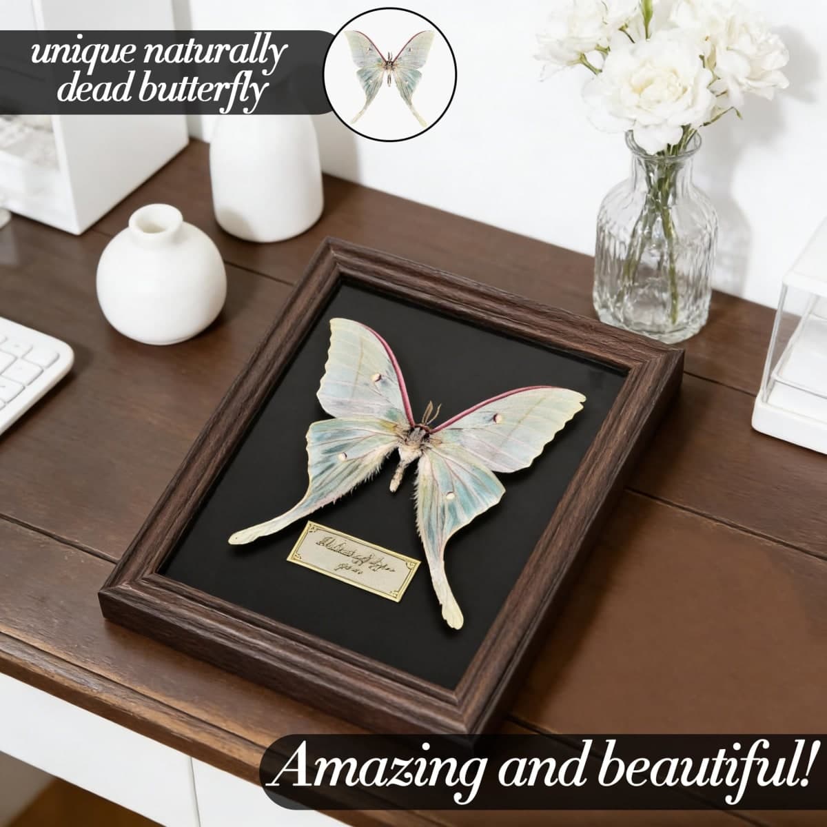 Real Butterfly Taxidermy Framed Handmade, 6.9'' x 9'' Butterfly Shadow Box Wooden Framed for Gothic Home Decor Taxidermy Specimen Display for Wall Art Oddity Tabletop thumbnail 2