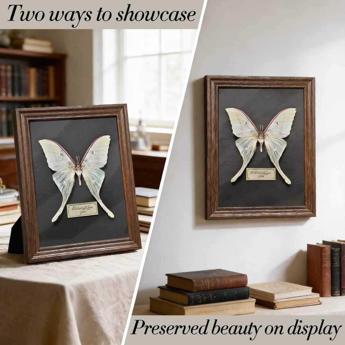 Real Butterfly Taxidermy Framed Handmade, 6.9'' x 9'' Butterfly Shadow Box Wooden Framed for Gothic Home Decor Taxidermy Specimen Display for Wall Art Oddity Tabletop thumbnail 5