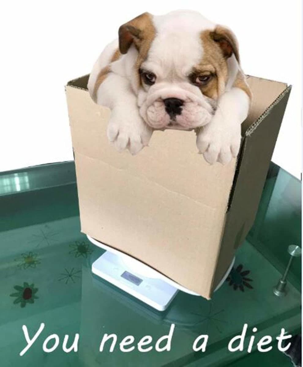 Digital Pet Scale Multi-Function Food Weight Scale, Smart Small Baby Pet Dog Cat Scale 22 Pound (lbs) Capacity, Accurate Digital Scale for Baby Food Accurately/Puppy/Cat/Small Animals (1) thumbnail 2