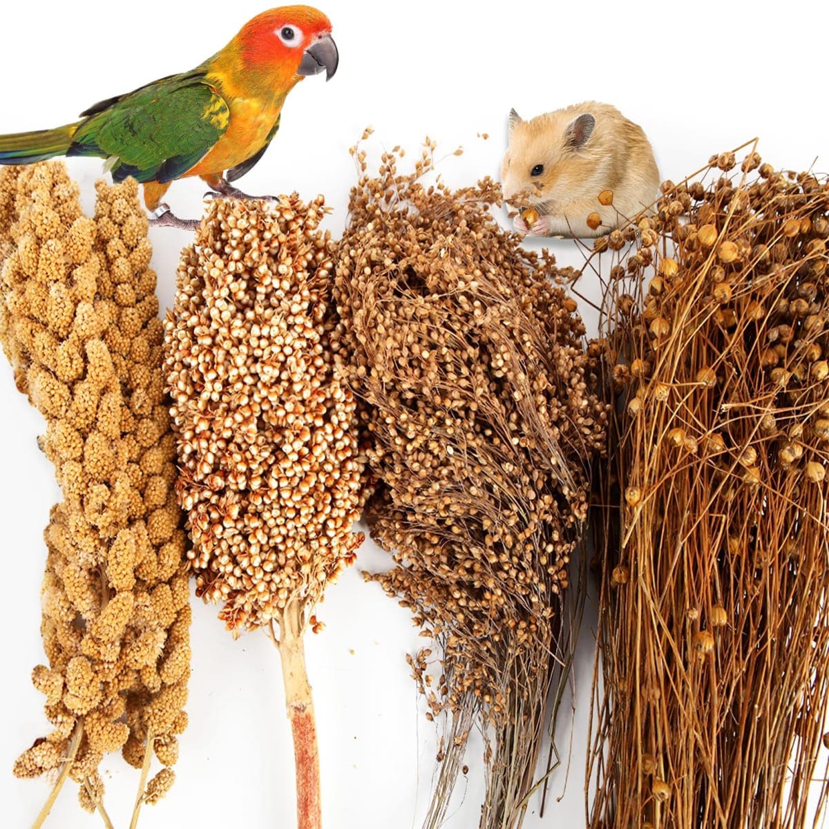 Fhiny - New | Small Animal Supplies
