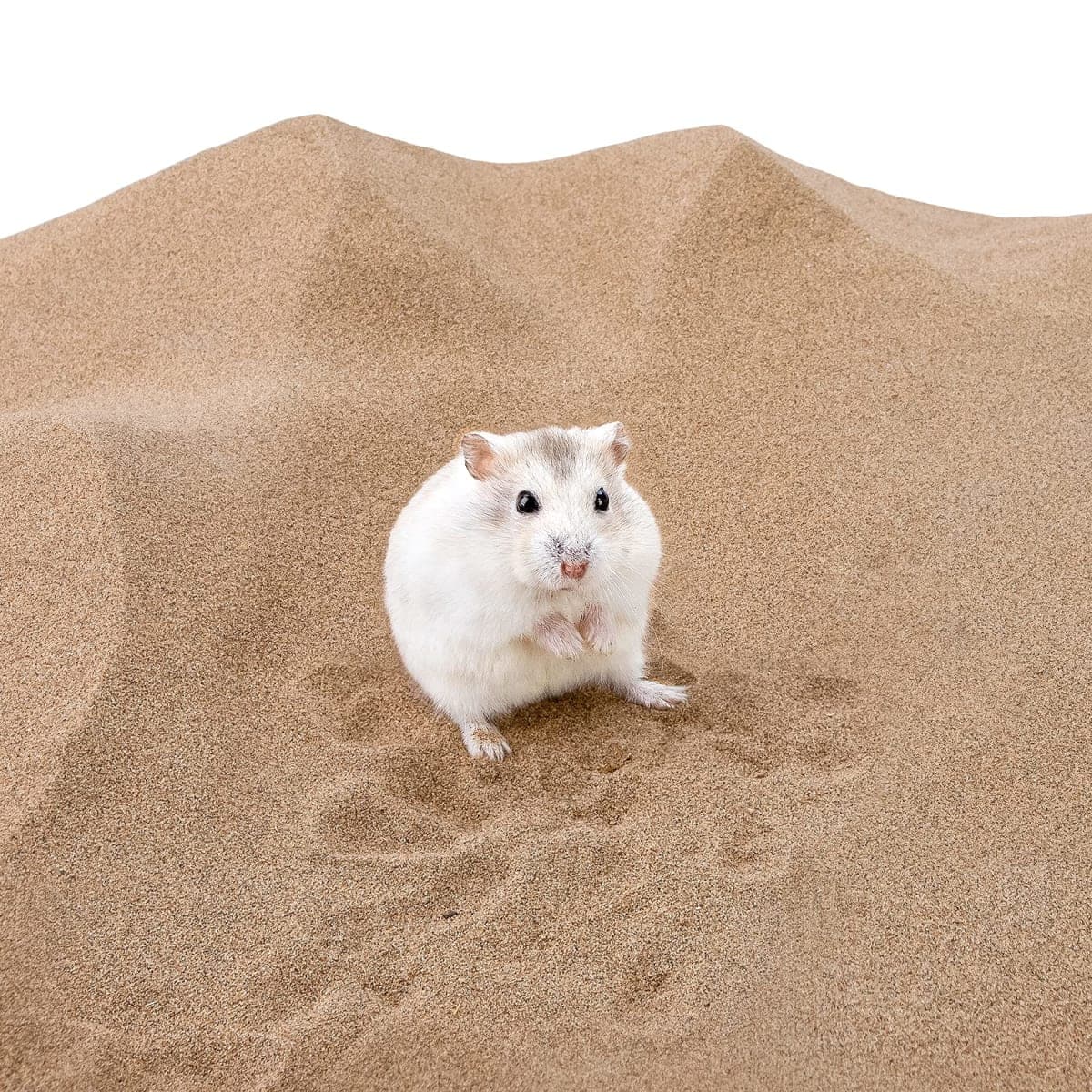 Niteangel Hamster Desert Bath Sand | No-Dust Bath or Potty Litter Sand for Hamster Chinchillas Gerbil Mice Degu or Other Small Pets thumbnail 3