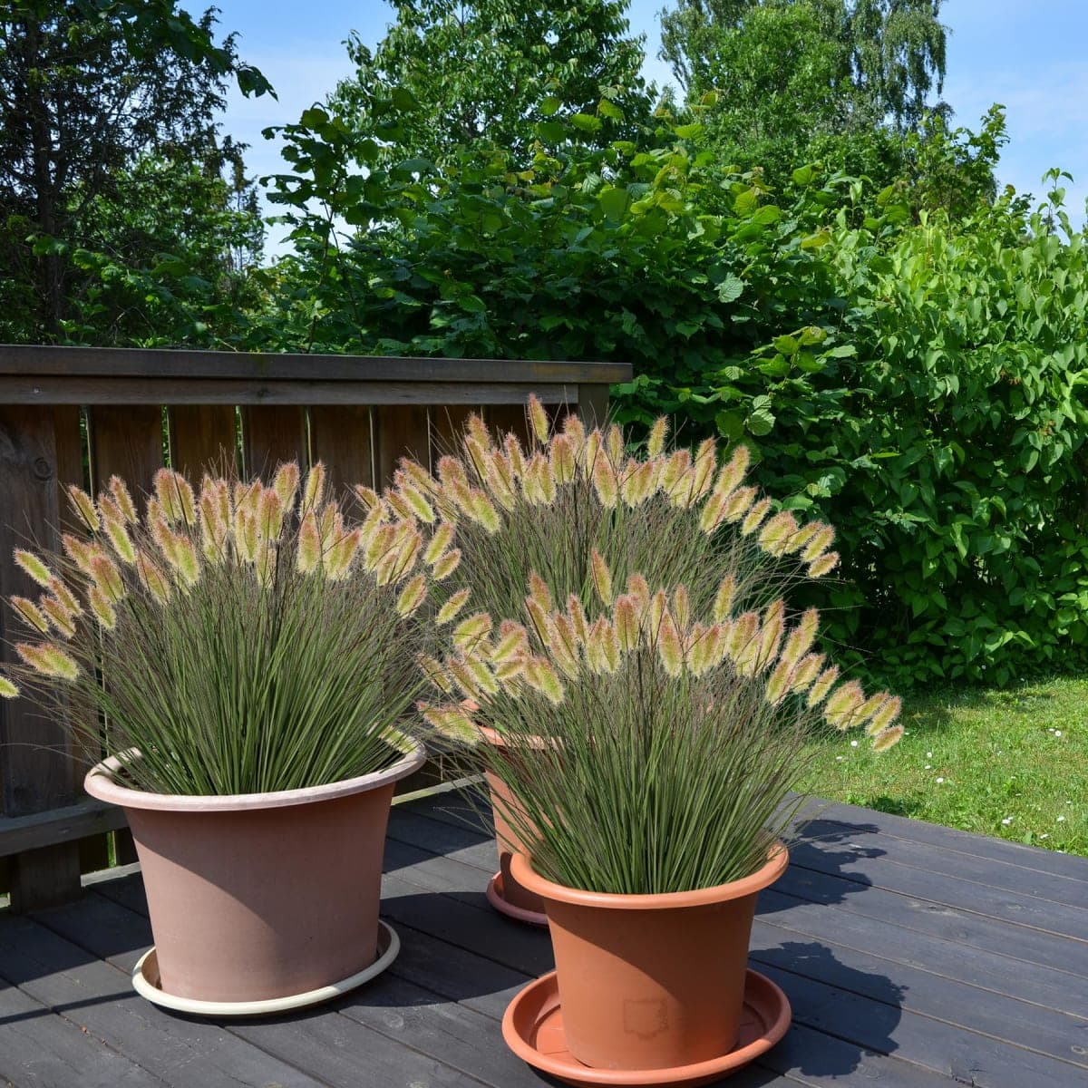 Ttranewsoo Artificial Grass, Fake Grass, Artificial Shrubs, Wheatgrass Cattails Fake Grass Decorations, Artificial Plants, Ornamental Grass, Outdoor Fake Grass, Green Leafy Decorations (12PCS) thumbnail 5