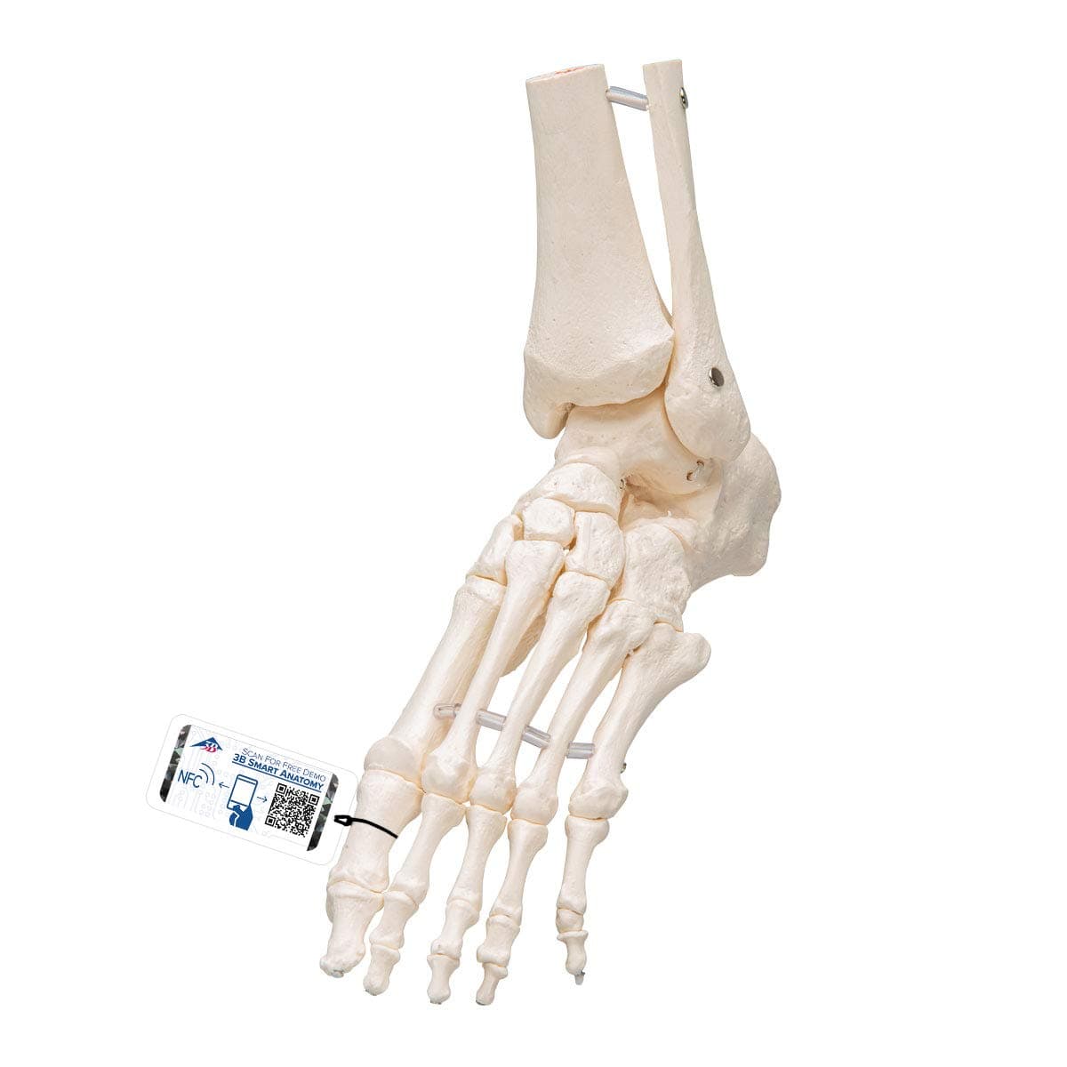 3B Scientific - New | Medical Supplies & Equipment