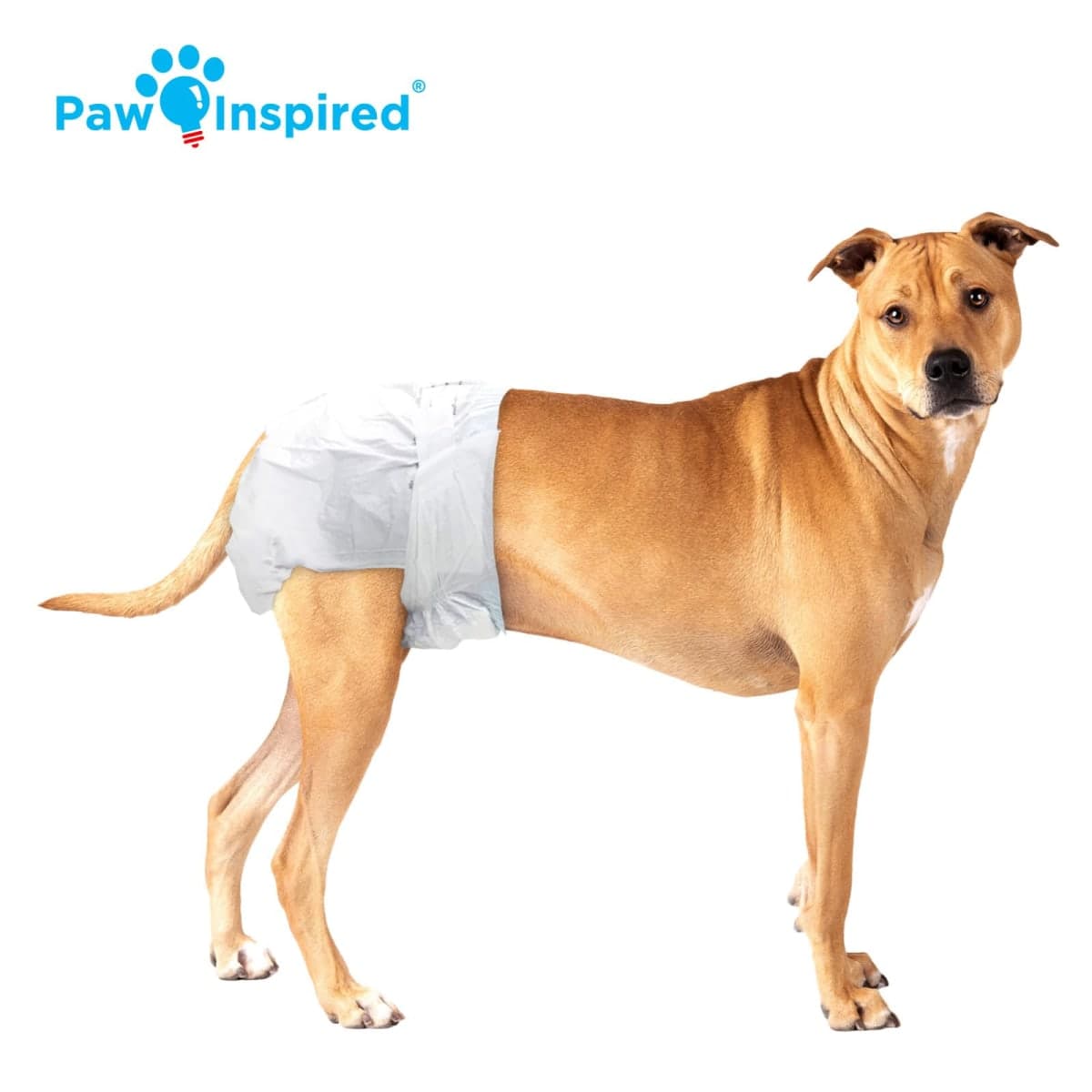 Paw Inspired Disposable Dog Diapers | Female Dog Diapers Ultra Protection | Diapers for Dogs in Heat, Excitable Urination, or Incontinence (Medium Plus (32 Count)) thumbnail 4