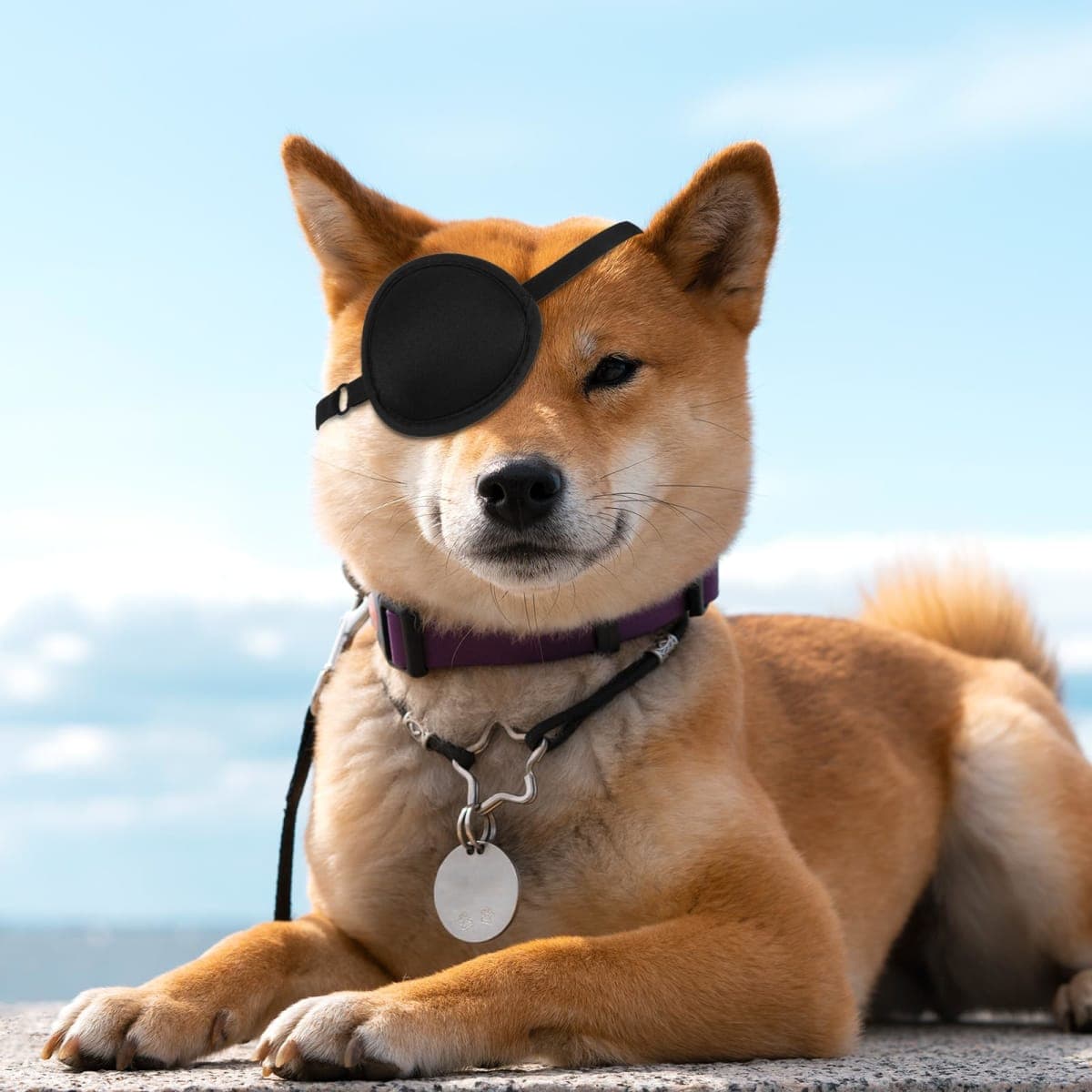 Classicseali 2pcs Eye Patch for Dogs, Adjustable Dog Eye Patch, Soft and Comfortable Eyes Patches, Used for Postoperative Eyes Injuries in Medium and Large Dogs, Black thumbnail 5