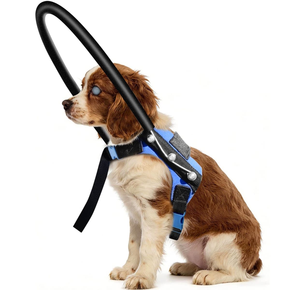 LetPetRun - Inspected | Dog Supplies