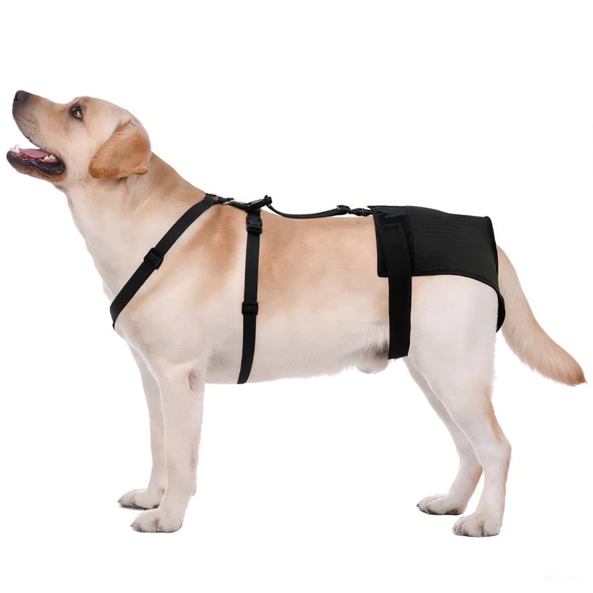 yrenoer - Used - Minor Wear | Dog Supplies thumbnail 2