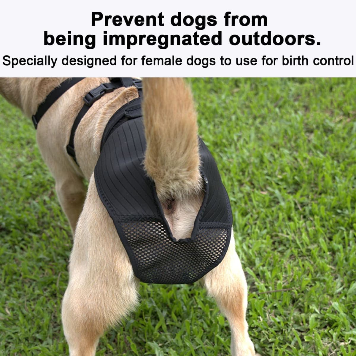 yrenoer - Used - Minor Wear | Dog Supplies thumbnail 3