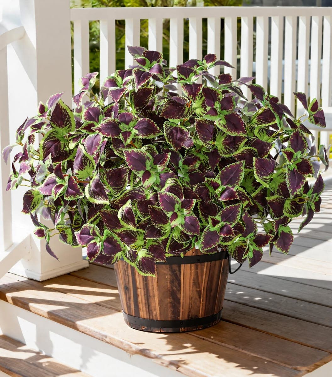 florisso - New / Open Box | Decor