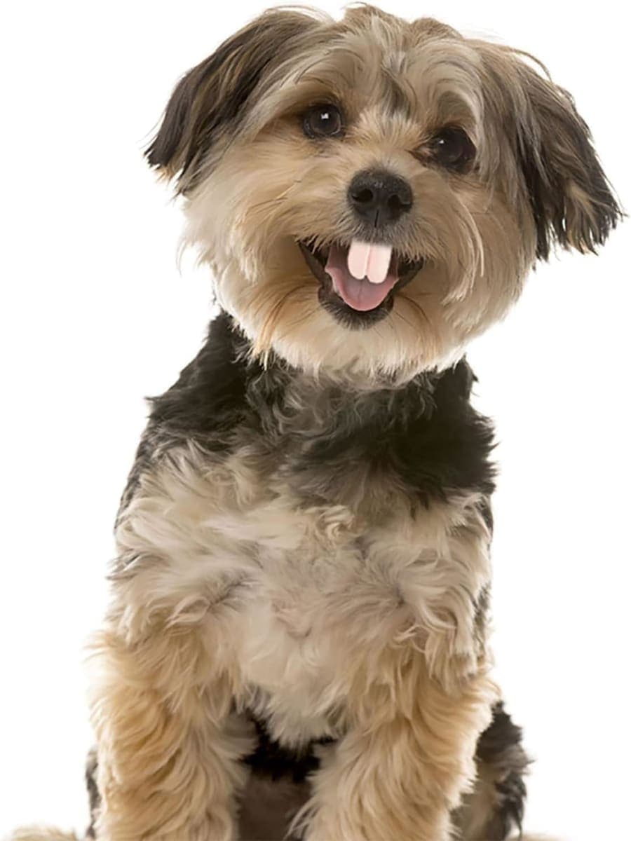 Dog Fake Teeth - White Braces for Christmas Costume, Funny Chew Toy, Pet Supplies, Buck Teeth, Decorations thumbnail 3