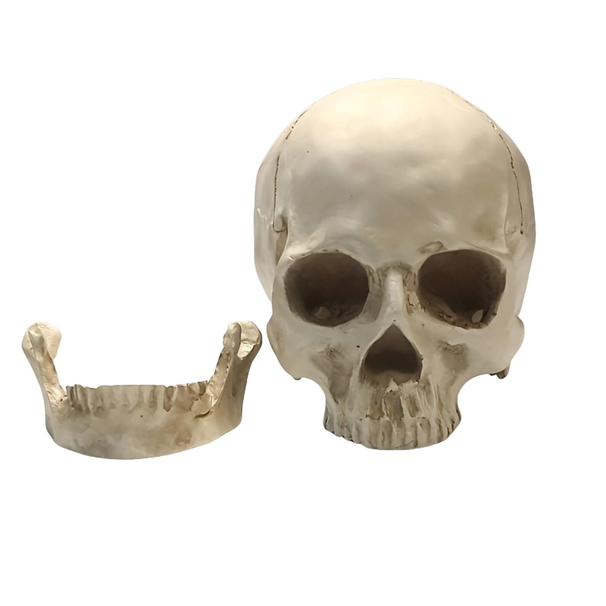 SOACH Resin Skull, 1:1 Human Skull, Human Head Model for Home Decoration, Halloween Statue, Human Adult Head Bone Model, Model Anatomical Medical Skeleton, Jaw is Movable (White) thumbnail 2