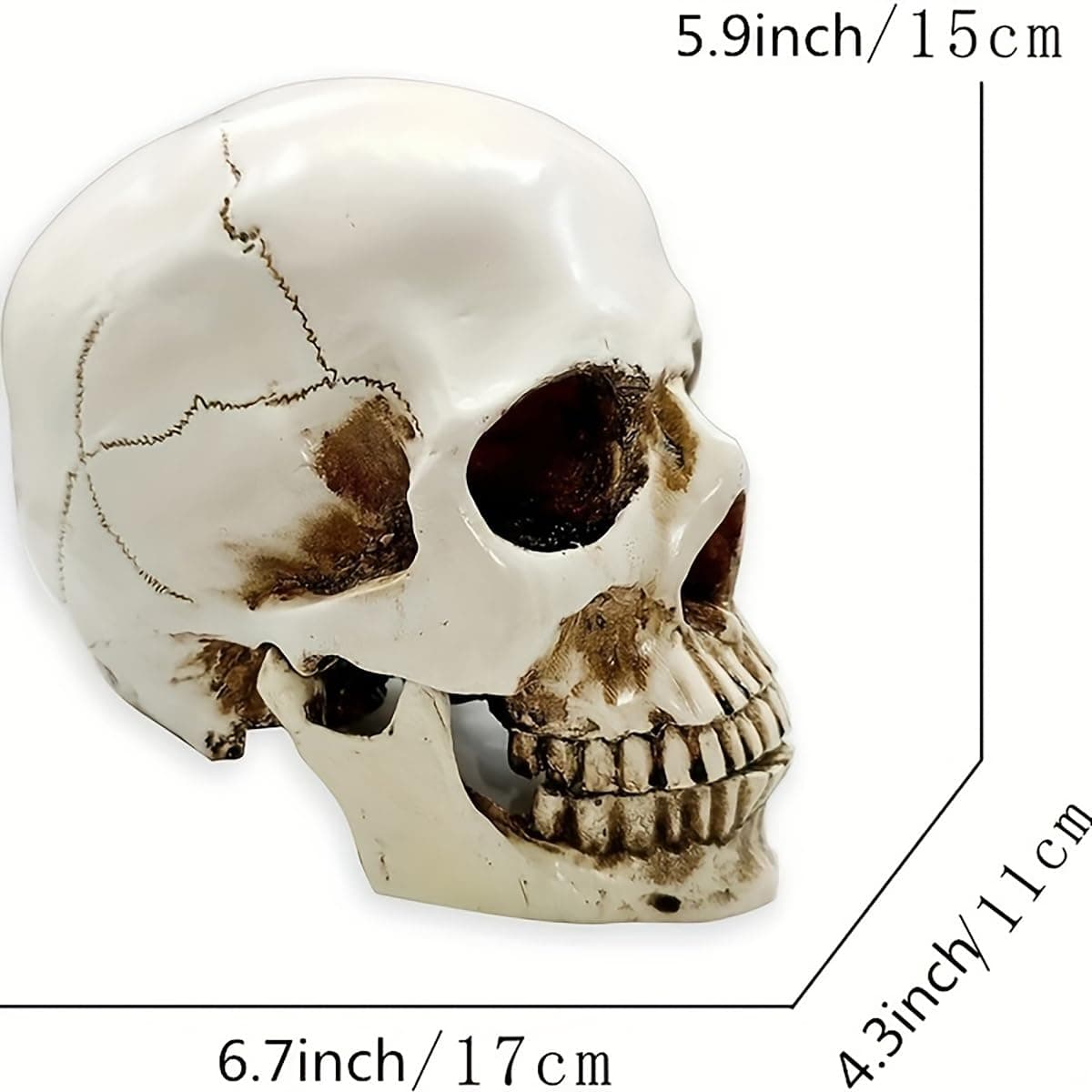 SOACH Resin Skull, 1:1 Human Skull, Human Head Model for Home Decoration, Halloween Statue, Human Adult Head Bone Model, Model Anatomical Medical Skeleton, Jaw is Movable (White) thumbnail 3