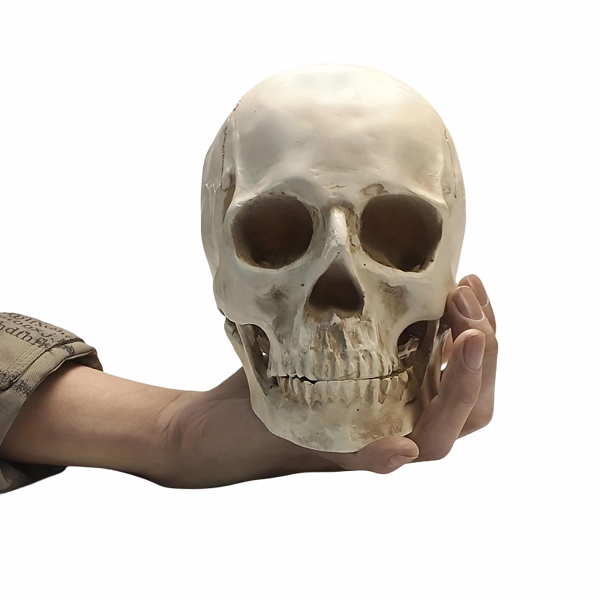 SOACH Resin Skull, 1:1 Human Skull, Human Head Model for Home Decoration, Halloween Statue, Human Adult Head Bone Model, Model Anatomical Medical Skeleton, Jaw is Movable (White) thumbnail 4