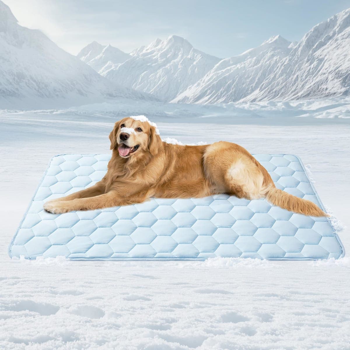 EHEYCIGA - New / Open Box | Dog Supplies
