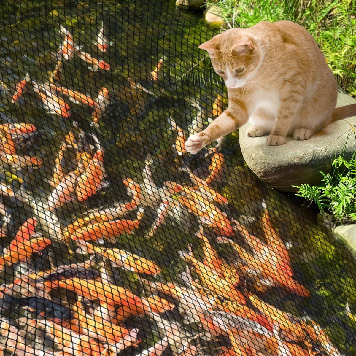 PACETAP 30 x 35 Ft Koi Pond Netting Kit, Heavy Duty Pond Netting Mesh Net Cover for Leaves, Protecting Koi Fish from Birds, Cats -Stakes Included thumbnail 5