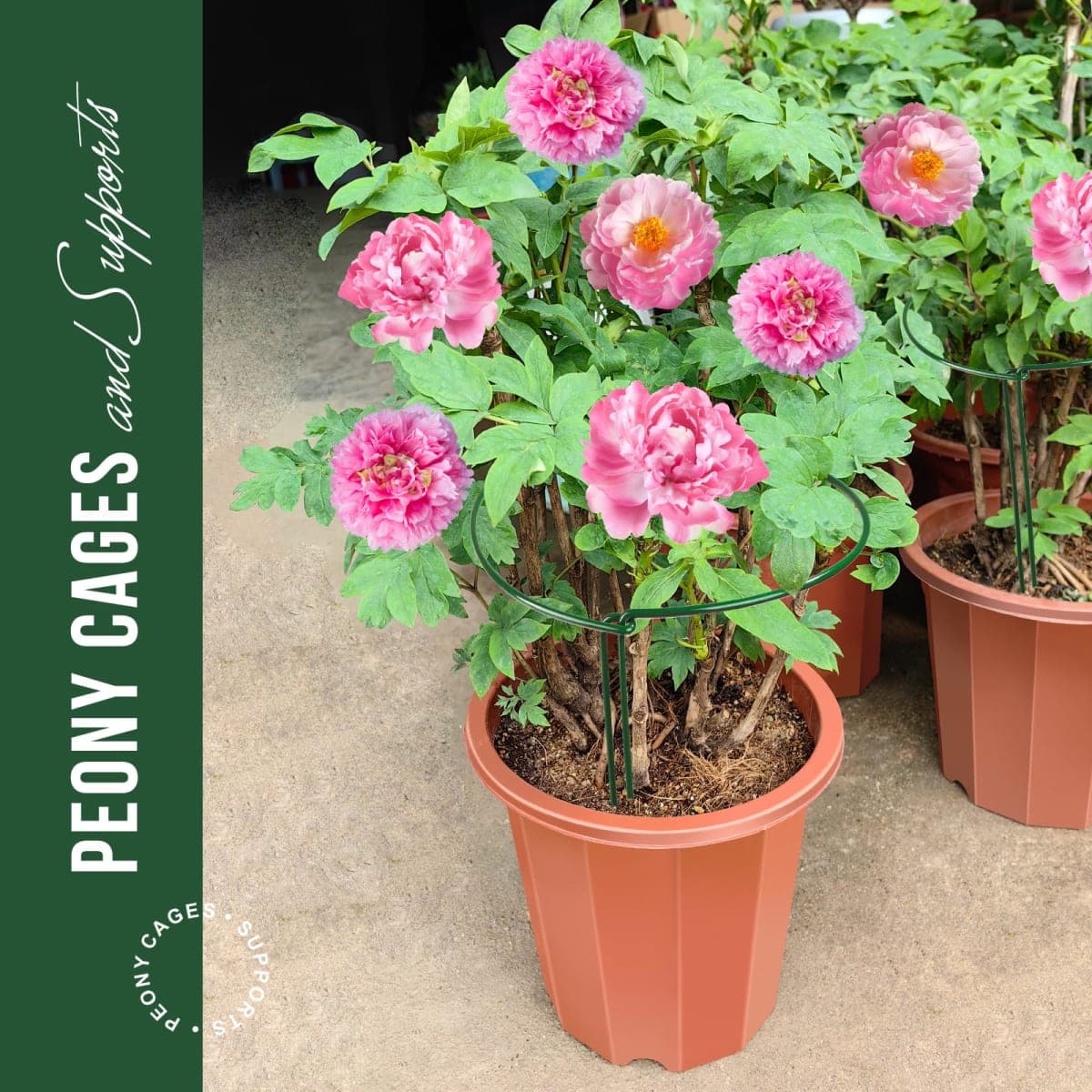 LEOBRO Plant Support Stakes, 6PCS Plant Stakes, Plant Support, Garden Stakes, Peony Cages and Supports, Plant Supports for Outdoor Plants, Monstera Tomato Hydrangea Support Cage, 9.8" W x 15.7" H thumbnail 2