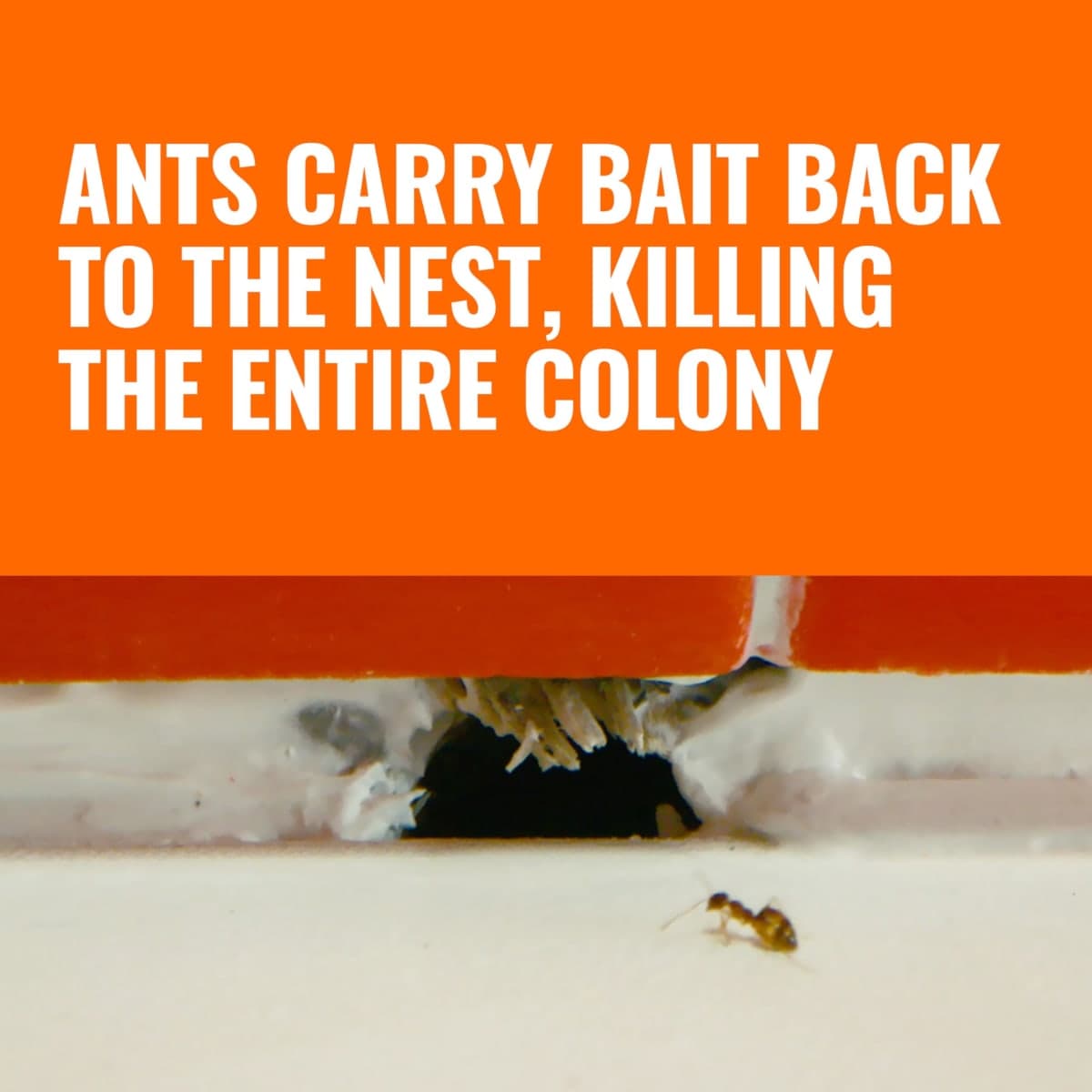 TERRO Liquid Ant Killer Bait Stations, 18-Count, Indoor Ant Traps, T300-3SR thumbnail 3