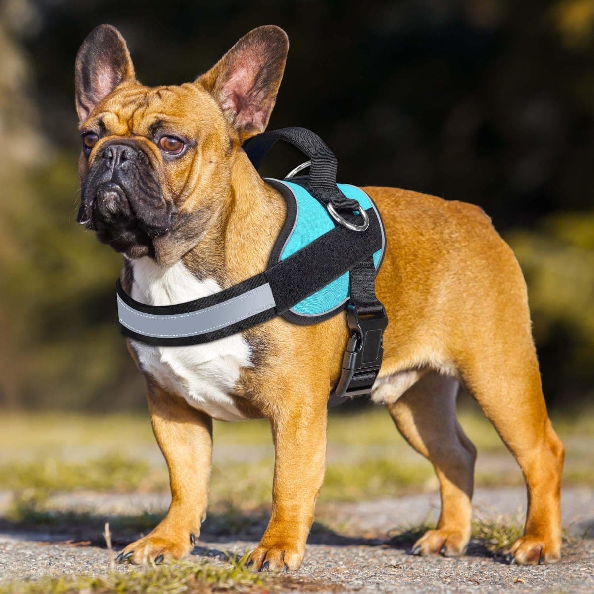 Haapaw Essential Dog Harness, No Pull Pet Vest with 3 Leash Clips, No Choke, Reflective, Adjustable and Padded, for Easy Walking and Training for Medium Dogs(M, Blue) thumbnail 3