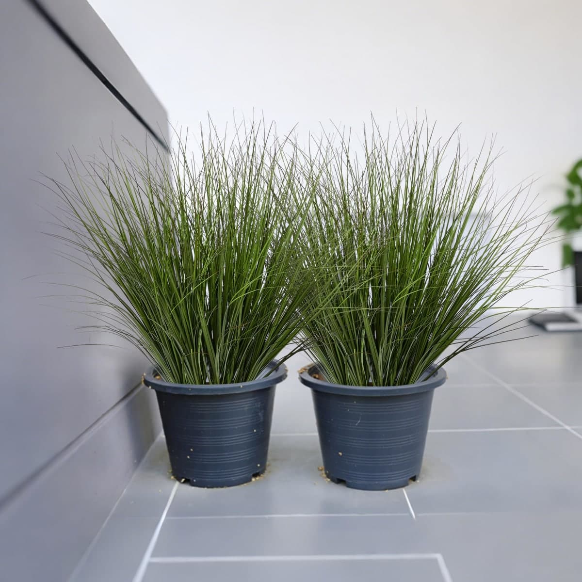 Uqueeten Artificial Wheat Grass, 16 Stems, 17.3" Faux Grass Stems for Indoor & Outdoor Décor, Realistic Artificial Greenery for Planters, Vases, Porch, Patio, Garden & Home Decoration thumbnail 5