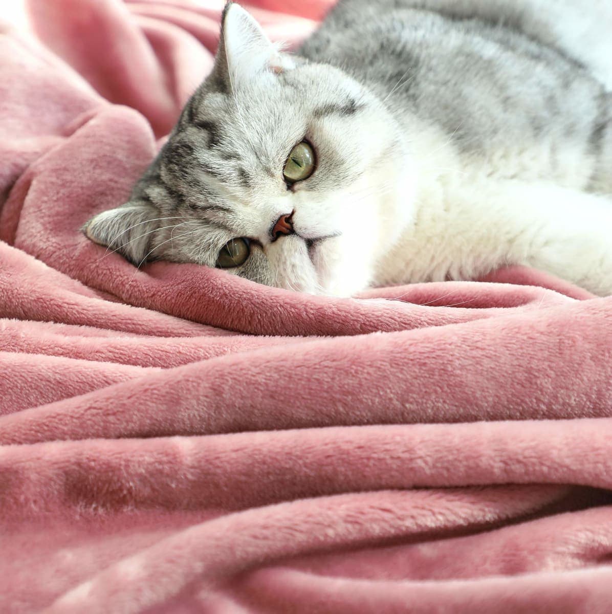TASTHROW - Large Flannel Fleece Throw Blanket, 50 x 70 Inches, Cozy Lightweight Thick Blanket for All Seasons, Suitable for Women, Men and Kids (Pink) thumbnail 5