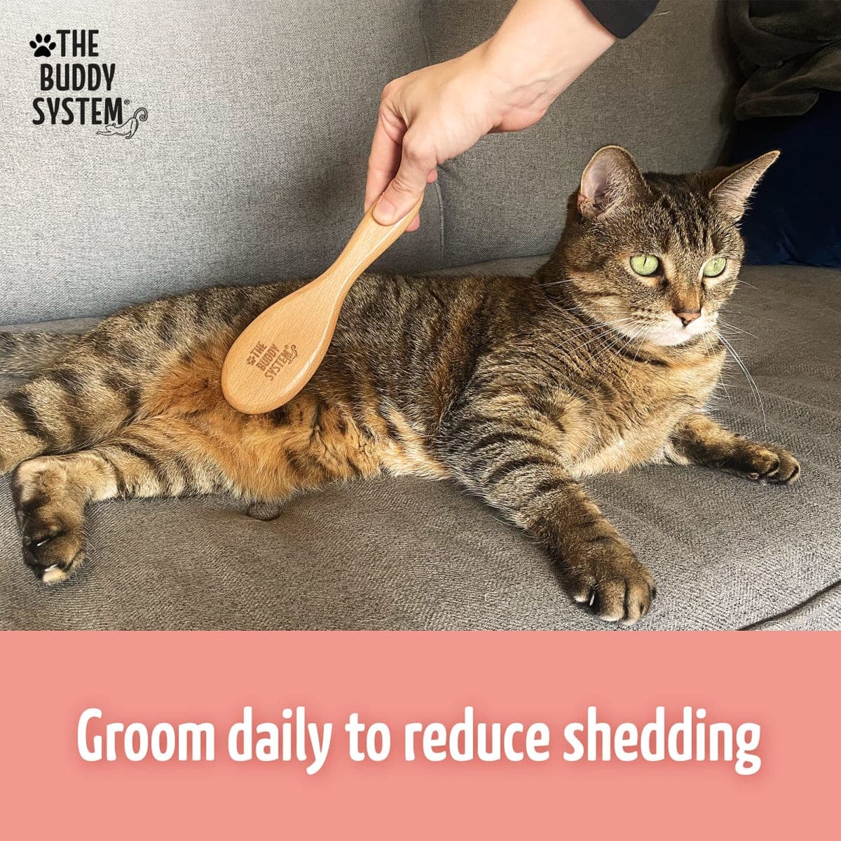 The Buddy System Cat Brush with Boar Bristle and Wooden Handle, Professional Grade Daily Grooming Hairbrush, Reduce Shedding, Soft Hair and Healthy Shine (1 Pack) thumbnail 4