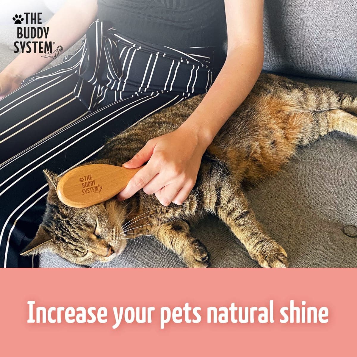 The Buddy System Cat Brush with Boar Bristle and Wooden Handle, Professional Grade Daily Grooming Hairbrush, Reduce Shedding, Soft Hair and Healthy Shine (1 Pack) thumbnail 5