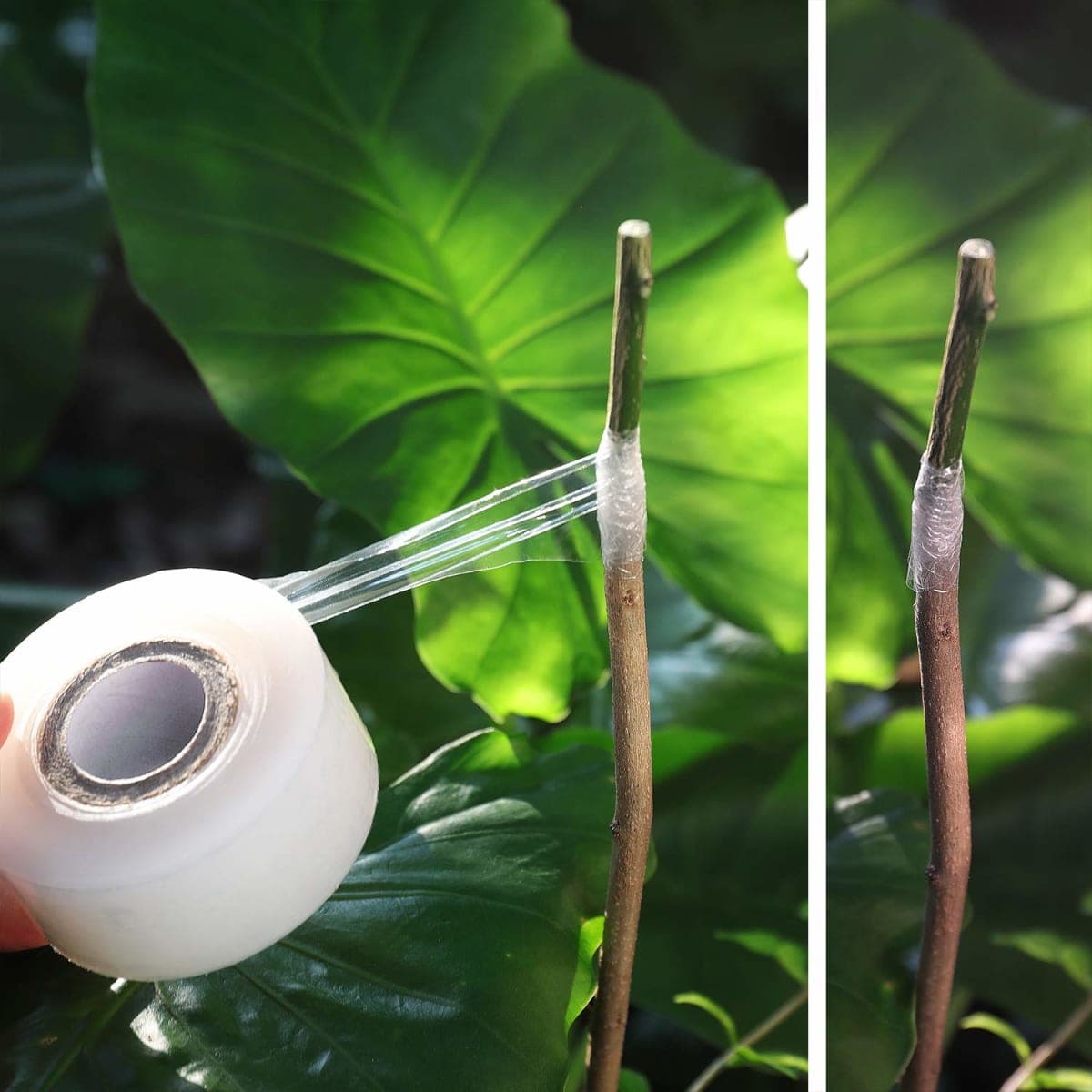 NAYE Grafting Tape for Fruit Trees,3 Pcs Stretchable Floristry Film,3 Color with Various Elasticity,Plants Repair Budding Tape thumbnail 4