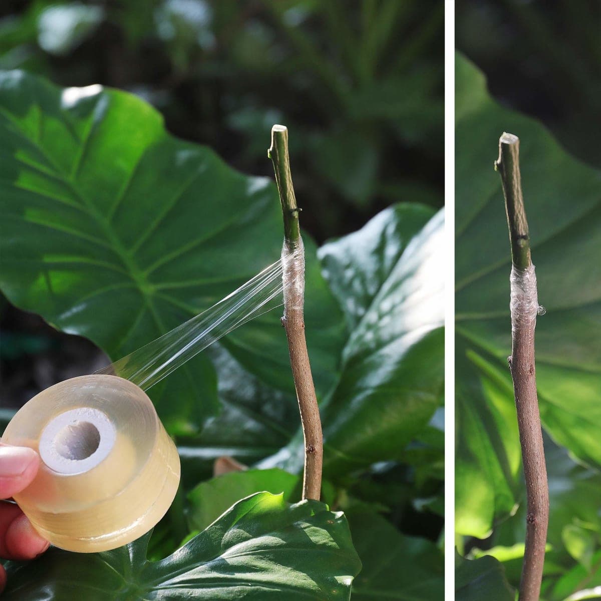 NAYE Grafting Tape for Fruit Trees,3 Pcs Stretchable Floristry Film,3 Color with Various Elasticity,Plants Repair Budding Tape thumbnail 5