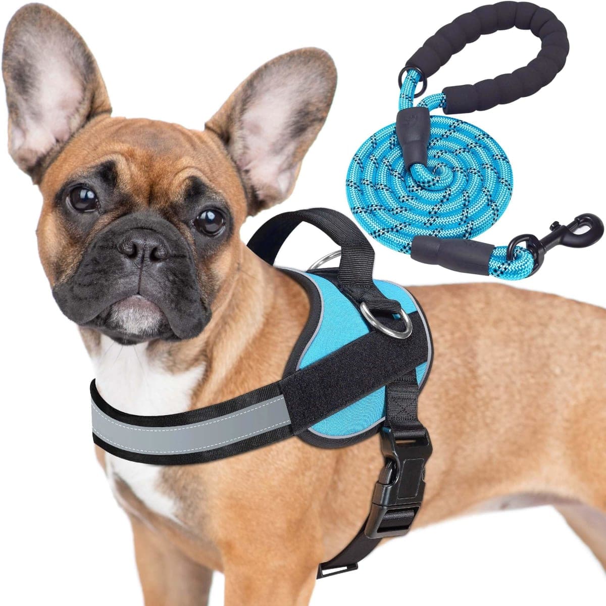 haapaw - New / Open Box | Dog Supplies