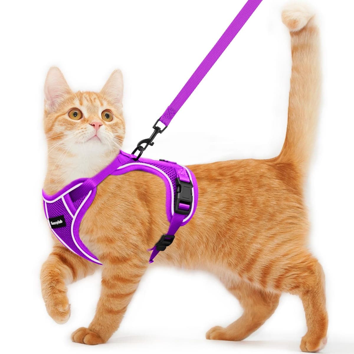 Kaazylab - Used - Minor Wear | Cat Supplies