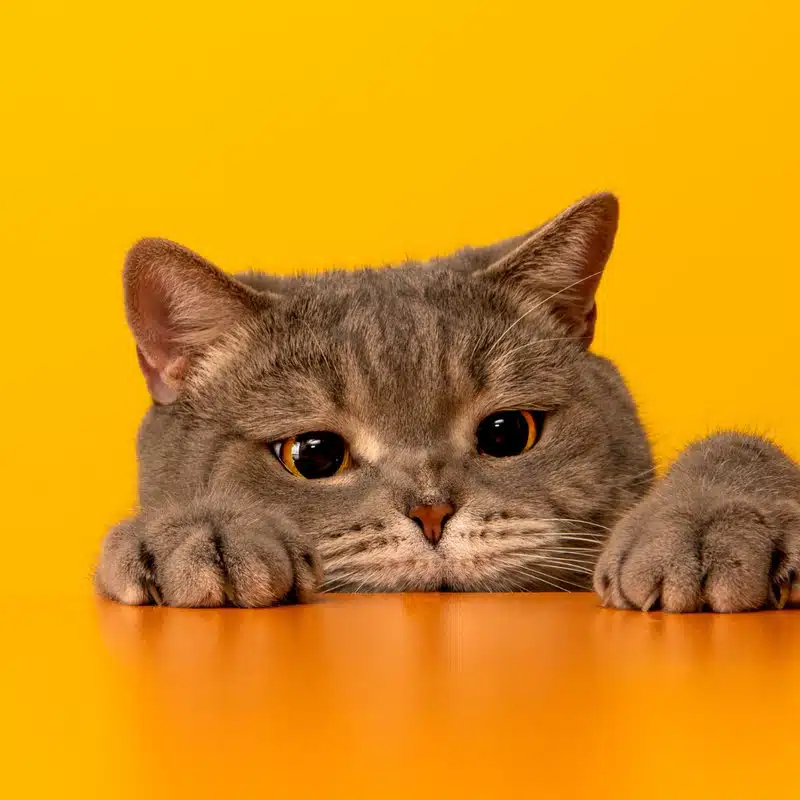 Cat Supplies - Product Category
