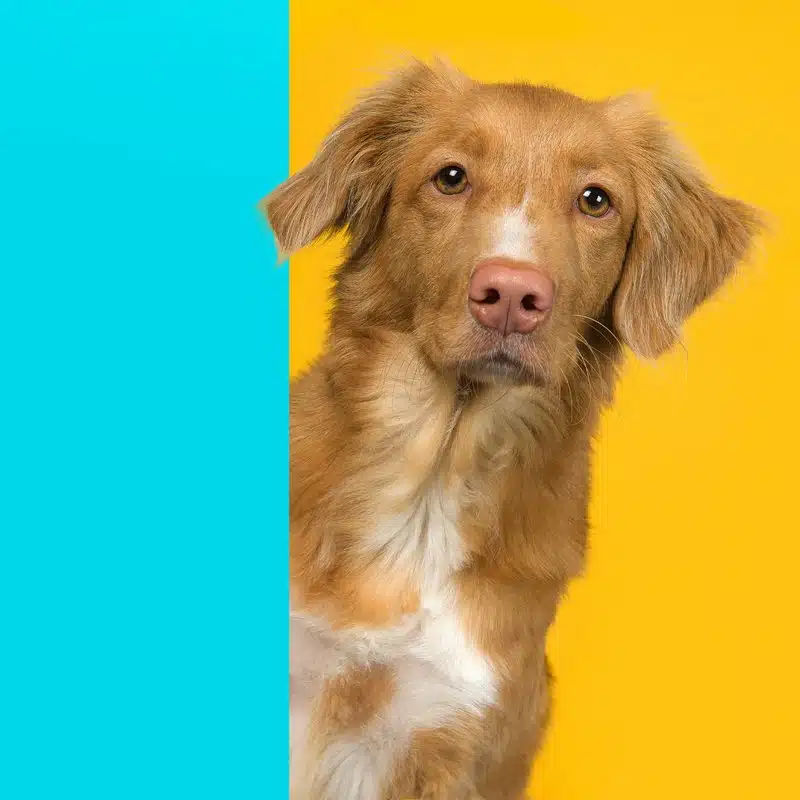 Dog Supplies - Product Category