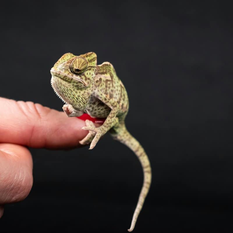 Small Animal Supplies - Product Category