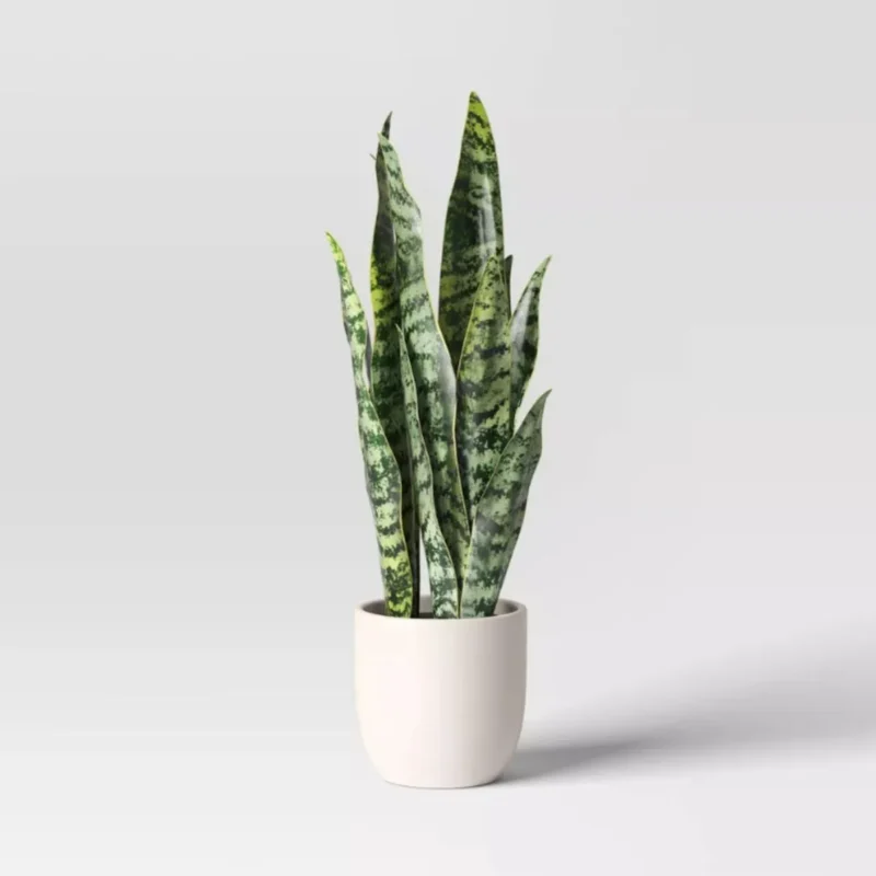 Tabletop Arrangement