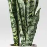 Tabletop Arrangement