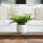 Tabletop Arrangement 065070100