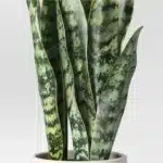 16" Medium Tabletop Snake Artificial Plant - Threshold™
