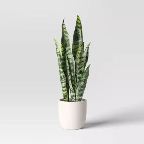 16" Medium Tabletop Snake Artificial Plant - Threshold™