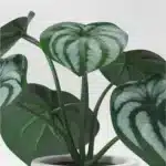 5.5" Mini Tabletop Peperomia Artificial Plant - Threshold™