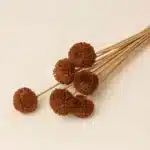 Allium Flower - Burgundy
