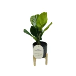 Threshold Artificial Faux Fiddle Leaf Plant in Pot Plant w/stand for Home Decor