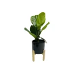 Threshold Artificial Faux Fiddle Leaf Plant in Pot Plant w/stand for Home Decor